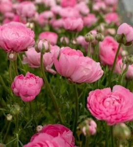 Ranunculus Bulbs - PINK - 25x BULBS - Picture 1 of 5