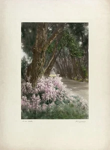 Percy F Murray firmado Antq c1920s XRare coloreado a mano ""Estampado Murray"" WILD ASTERS - Imagen 1 de 1
