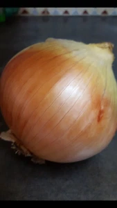 Oignon Grain De Or 350 Graines - Seeds - Picture 1 of 1
