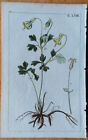 Wilhelm Original Print Colored Botany Aquelegia - 1800