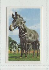 Animal Trade Card. #02 Zebra