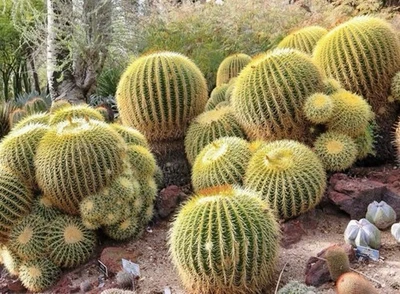 25 semillas de cactus de barril dorado - (Echinocactus Grusonii)- cactus con flores vendedor de EE. UU. Foto 1 de 3
