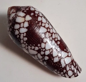 Sea shell conus episcopatus 54mm, gem, very nice pattern, superb perfect - Picture 1 of 6