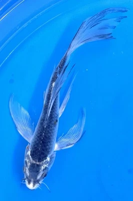 4-6” GIN MATSUBA Butterfly Live Koi Fish #216 - Image 1 of 3