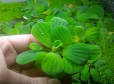 PIANTA FACILE 5 PIANTE ACQUARIO PISTIA STRATIOTES EASY LIVE AQUARIUM PLANT !