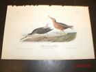 Audubon's Birds of America 1st Edition - Plate No. 351 - Red-breasted Snipe 
