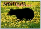 Postcard Black Bear Montana Big Sky Country Continental 4X6 A3F