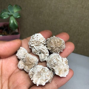 5pz Rosa del Deserto Naturale Esemplare Minerale Originale Pietra Cristallo 44g A1581 - Foto 1 di 16