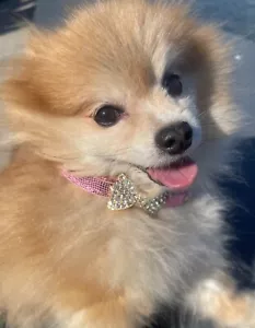 Metallic Pink Pet Dog Collar Bling Rhinestones Bow Luxury Neckless Kitten Puppy - Picture 1 of 5