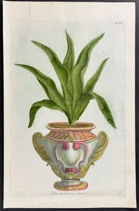 Weinmann - Aloe. Grabado mezzotint 66 - 1737 - Imagen 1 de 1