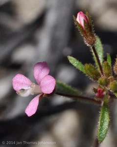 Common Stylewort (Levenhookia stipitata) 25 Seeds - Picture 1 of 4