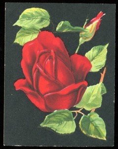 Tobacco Card, Millhoff, De Reszke, ROSES, 1927, Leslie Holland, #18