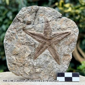 Fossil Sprödestern (Furcaster) - Ordovizium Marine Fossil aus Draa Valley, - Bild 1 von 1