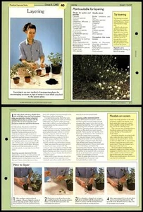 Layering #40 Tips - Success With House Plants 1990 Fold-Out Card - Picture 1 of 1