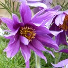 Anemone Pulsatilla 1 Litre Hardy Perennial Potted Garden Plants T&M