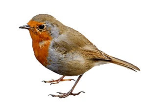 Set of 4 ROBINS VINYL STICKERS DECALS matte finish - Picture 1 of 2