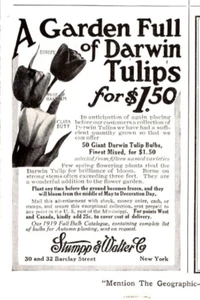 Ads 9/1919 Real Estate Bonds Letters of Credit Brown Shipley Tulips 6% - Picture 1 of 7