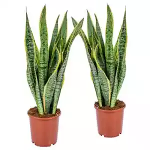 2 Stück Sansevieria Laurentii 50-60 cm Bogenhanf bessere Raumluft Zimmerpflanze - Bild 1 von 1