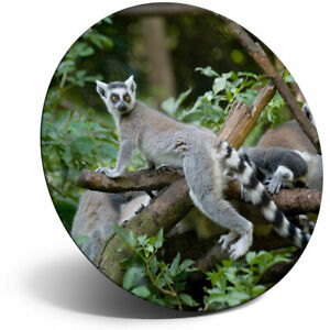 Toller Kühlschrankmagnet - Cooler Schwanz Lemur Madagaskar cooles Geschenk #12667