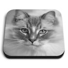 Square MDF Magnets - BW - White Ragdoll Cat Kitten Eyes  #37782