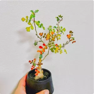 Sukkulente Kaktus Pflanze Pachycormus Discolor Garten schöne Pflanzen 6-8cm - Bild 1 von 9