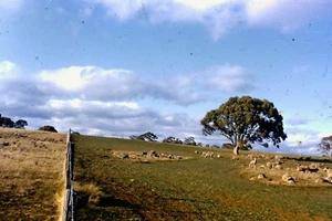 BUNGARBY-"PINELEIGH"-NSW 1956 FAMILY 35MM COLOUR SLIDES X 12 (B)--FREE POSTAGE - Picture 1 of 12