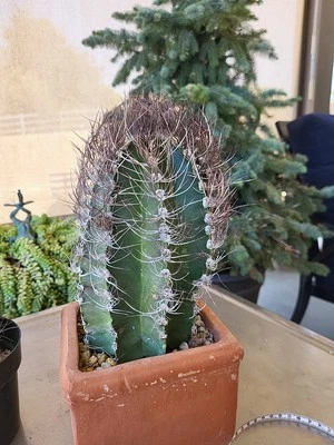 Astrophytum Capricornio Foto 1 de 4