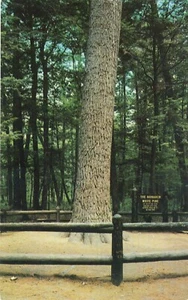 Monarch Pine Hartwick Pines State Park Grayling MI Michigan Unposted Postcard - Picture 1 of 1