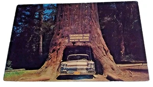 Lampadario albero Underwood Park anni '50 Oldsmobile cartolina fotografica reale - Foto 1 di 2