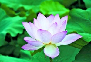 5 SEMI DI LOTO INCANTATRICE BLU - Nelumbo Nucifera - Foto 1 di 4