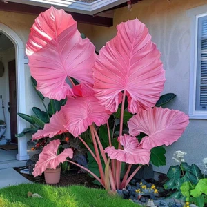Caladium Flower 100 seeds Many Kinds Color Ornamental Plant - Picture 1 of 22