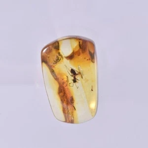 Baltic Amber Fossil Insect inclusion Ant Encased In Amber With Display Frame - Picture 1 of 5