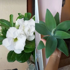 Agave Attenuata Y Adenium Obesum Suculentas - Picture 1 of 3