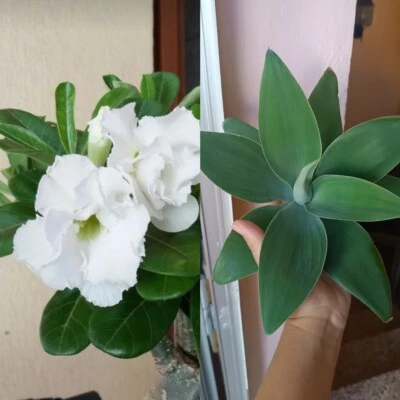 Agave Attenuata Y Adenium Obesum Suculentas - Image 1 of 3