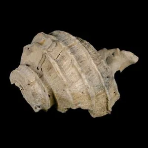 2.6" Ecphora Gardnerae Gastropod Fossil Shell Lee Creek Miocene Epoch - Picture 1 of 9