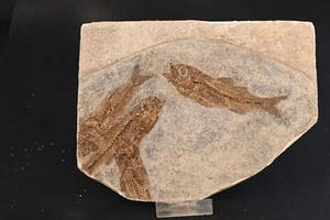 Poissons fossile Dapalis Macarus Oligocene France poisson  n2 - Picture 1 of 4