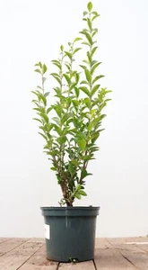 Ligustrum ovalifolium, Ovalblättriger Liguster, 60–80 cm - Bild 1 von 9