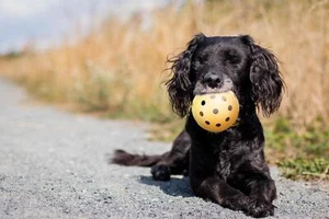 Dog Toy For Visually Impaired Blind Dogs Hole Ball With Bell Natural Rubber - Picture 1 of 12