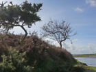 Photo 6X4 Twisted Gorse Bushes On The Banks Of The Ogmore. Gorse Is Natur C2008