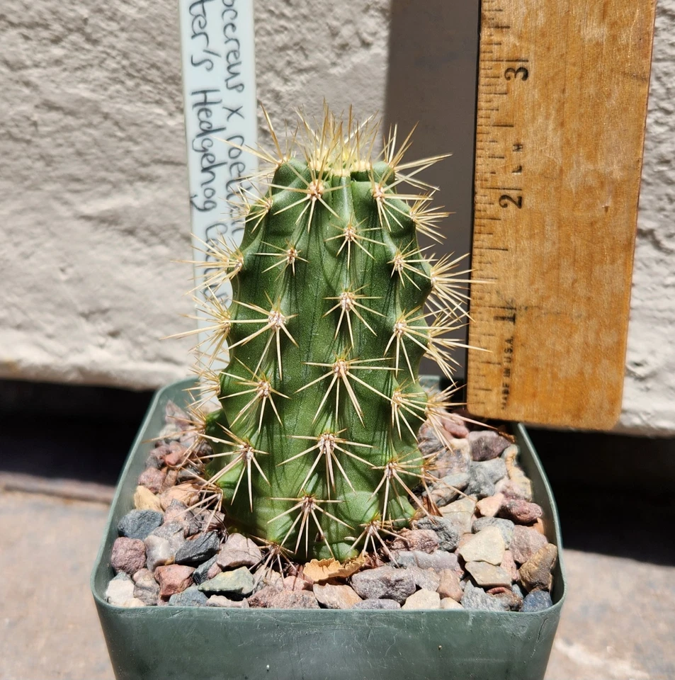 Echinocereus X Roetteri Roetter's Hedgehog Cactus Live Rooted Plant - Image 1 of 1