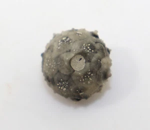 Seeigel, Bathysalenia granulosa, Kreide, Campan, Misburg Deutschland -k830 - Bild 1 von 6