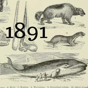 1891 WHALES NARWHAL DOPLHIN MANATEE WALRUS WOLF WOLVERINE SEAL LITHOGRAPHY PRINT - Picture 1 of 3