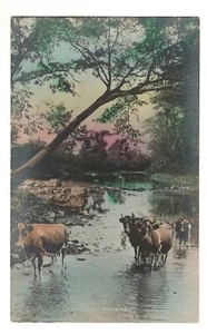 Foto real postal ganado agua de refrigeración coloreada a mano RPPC - Imagen 1 de 2