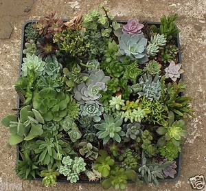 JIIMZ 140 MISC SUCCULENT COLLECTION gifts favors parties weddings - Picture 1 of 3