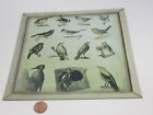 Collectible Birds A.L.Clement Vintage Metal Sign 8x8"/20.5x20.5cm