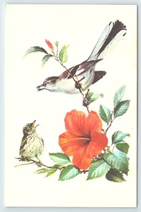 Postcard Mockingbird Water Color by Roger Tory Peterson c1967 - Picture 1 of 3