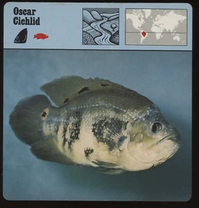 Tarjetas de safari de cíclidos Oscar para conocer peces - Imagen 1 de 1