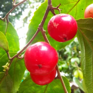 Ciruela híbrida Loobi (ciruela de café, planta de plántulas) 1 planta de raíz desnuda - Imagen 1 de 5