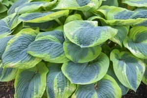HOSTA FRANCES WILLIAMS RHS AGM SHADE PERENNIAL 1.5 LITRE GARDEN CONTAINER PLANT - Picture 1 of 2