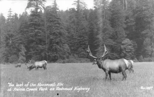 RPPC, CA California LAST OF ROOSEVELT ELK~Redwood Hwy HUMBOLDT CO c1940's - Picture 1 of 2